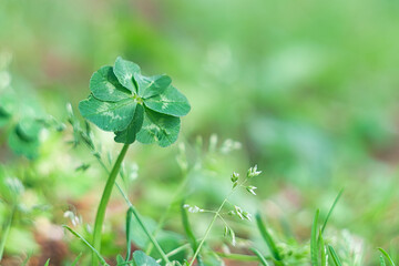 七つ葉のクローバー / Seven Leaf Clover