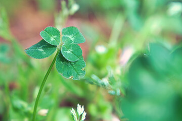 五つ葉のクローバー / Five Leaf Clover