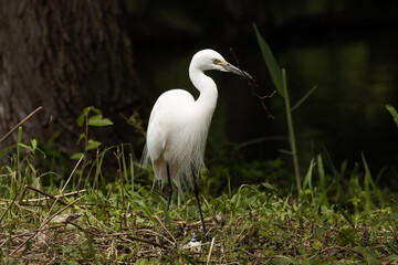 巣材が見当たらず立ち尽くすチュウサギ