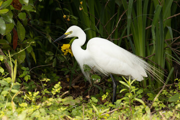 草むらで巣材の枝を探すチュウサギ
