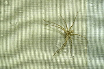 huge common huntsman spider crawling on scratch home net wall in night