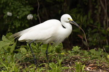 落ちている枝を拾うチュウサギ