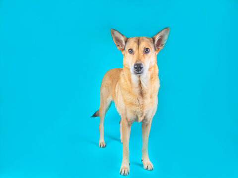 Ginger Dog Standing On Blue Background