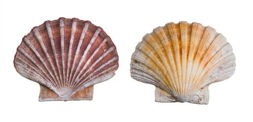 Two shell halves of great scallop isolated on a white background. Pecten maximus or jacobaeus....