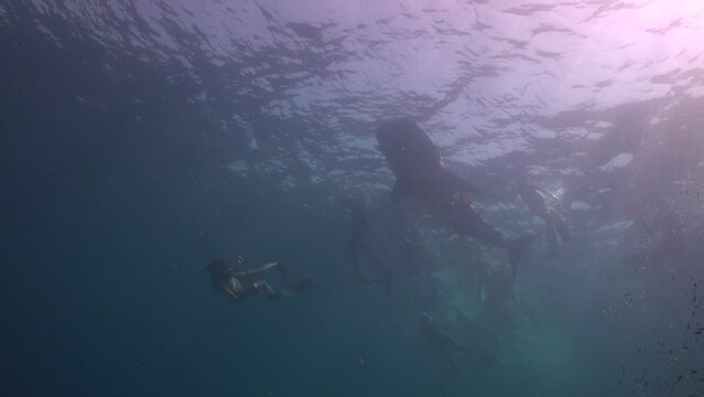 (Rhincodon typus) Freediver taking picture of the whale shark 