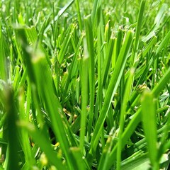 grass