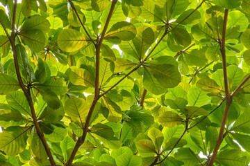 Fototapeta na wymiar Green leaves under the sky covering full of frame