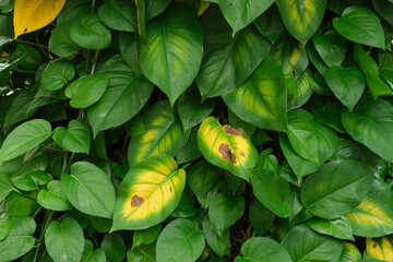 Full of green leaves for background