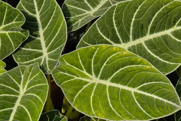 anthurium christalinum leaves in the garden