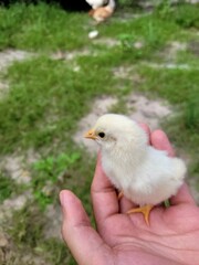 the chick in the hand 