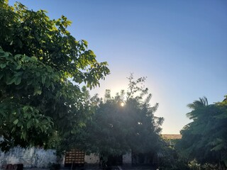 trees in the morning