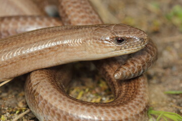 The slow worm, deaf adder, a slowworm, blindworm, long-cripple (Anguis fragilis) male in a natural habitat