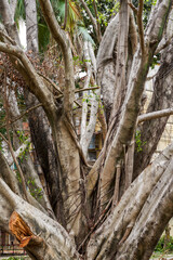 Stump and aerial roots of an ancient giant banyan tree