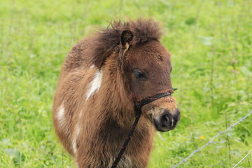 Naklejka na ściany i meble A little pony grazing in the field on a farm.