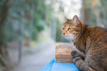 Wild cat living in a Japanese forest