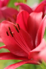 red tulip close up