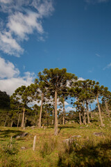 Itamonte, Minas Gerais, Brasil: Araucárias próximo ao parque nacional do Itatiaia, no corredor turistico de Aiuruoca, bairro rural da Fragária em Itamonte na Serra da Mantiqueira