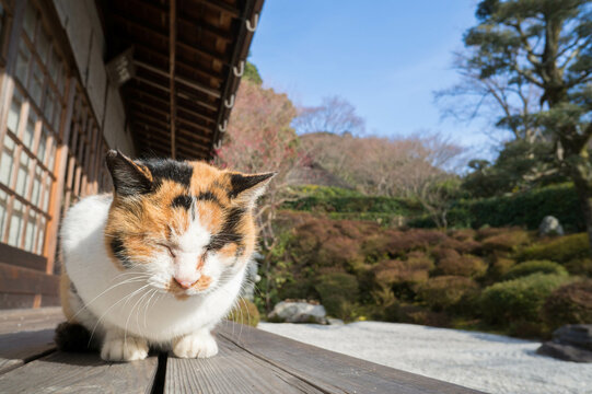 京都 金福寺の縁側で日向ぼっこする三毛猫