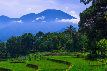 Morning view in the green rice fields of Bengkulu, North Asia, Indonesia, beautiful colors and...