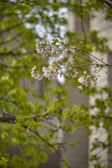 Cherry blossoms