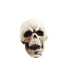 Full face of artificial decorative skull for the Halloween decoration isolated