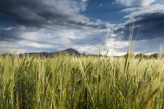Agricultural field with a grain harvest against the backdrop of mountains and a cloudy sky.