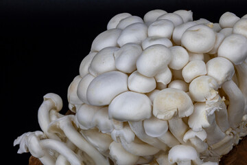 Shimeji mushroom or White beech mushroom isolated on black background, decorated on wooden log under studio lighting and macro setup. 