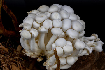 Shimeji mushroom or White beech mushroom isolated on black background, decorated on wooden log under studio lighting and macro setup. 