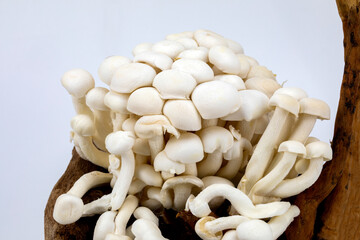 Shimeji mushroom or White beech mushroom isolated on white background, decorated on wooden log under studio lighting and macro setup. 