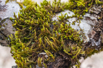 Tree branch overgrown with moss. Close up moss texture