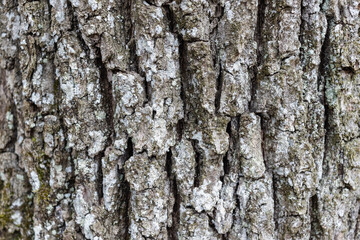 Fototapeta premium Close up Old Wood Tree Texture Background Pattern