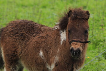 A little pony grazing in the field on a farm.