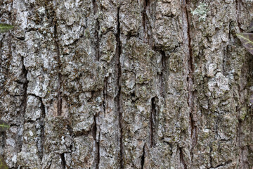 Close up Old Wood Tree Texture Background Pattern