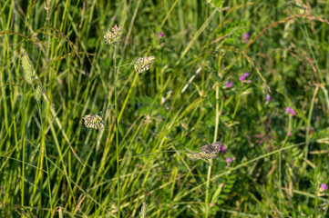 Pyrgus malvae - Grizzled Skipper - Hespérie de la Mauve
