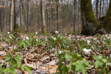 Obraz na płótnie Canvas White wood anemone flowers in spring forest closeup. Forest meadow covered by Primerose flowers