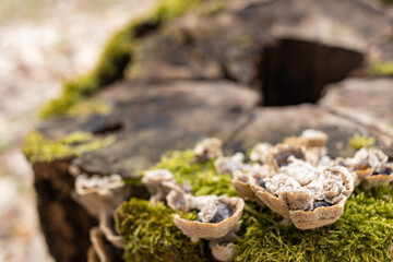 The stump is overgrown with moss. There are mushrooms growing on the beautiful stump. Close-up of a cutted mossy tree