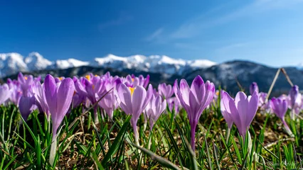 Fototapeten Krokusy, Wiosna w Tatrach , Podhale, Zakopane , Giewont, Karpaty , Polska, Słowacja © Daniel Folek