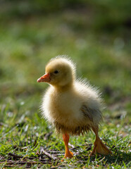 Walking chick in grass