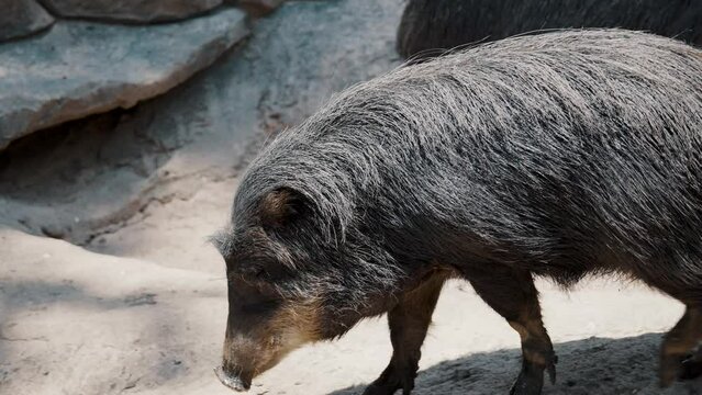Collared Peccary Walking In The Wilderness On A Sunny Day. close up