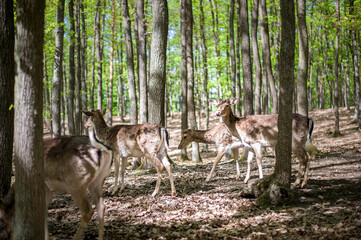young male deers in the spring forest