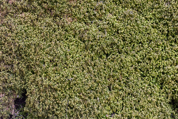 Obraz premium Close up of Moss on tree. Nature life background. Close Up of Tree Bark with Moss