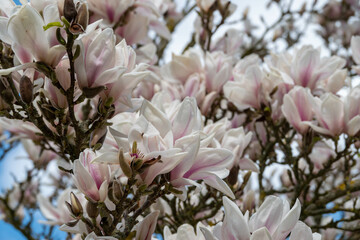 pink and white goblet shaped blooms of the magnolia
