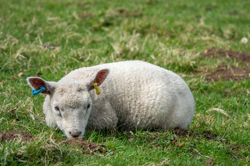 cute lamb resting in the meadow