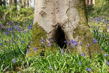 bluebells around the bast of a tree trunk with a hole in the middle resembling a fairy door