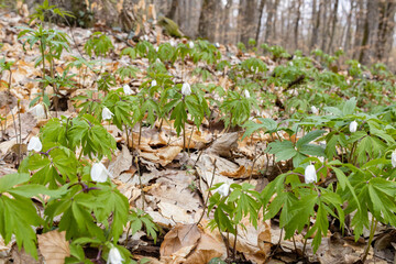 Naklejka na ściany i meble White wood anemone flowers in spring forest closeup. Forest meadow covered by Primerose flowers