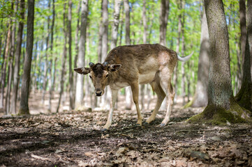 young male deers in the spring forest