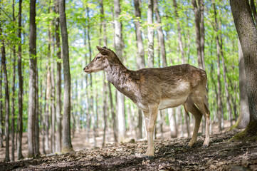 young male deers in the spring forest