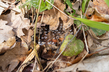 spider web in foliage with water drops close up