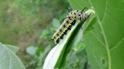 Close up photos of color caterpillar on the leaf
