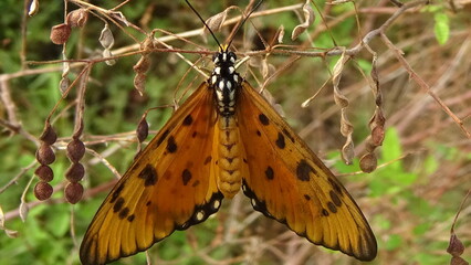 Closeup photos of butterfly in the garden